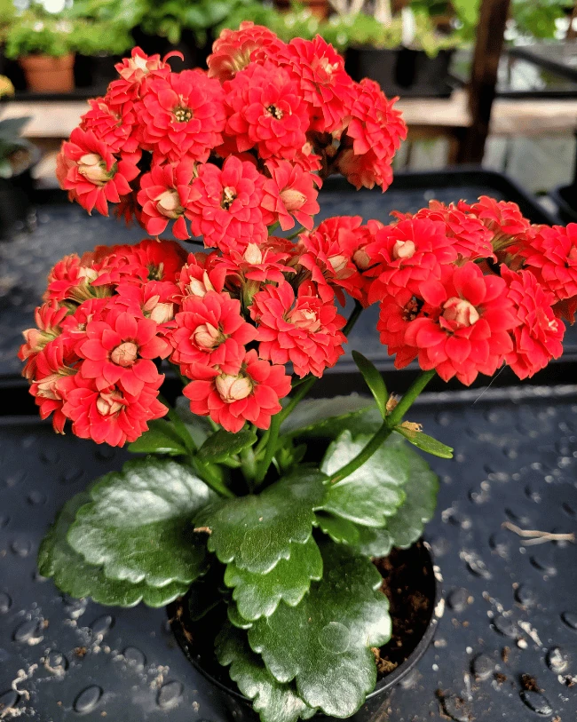 Каланхоэ махровая