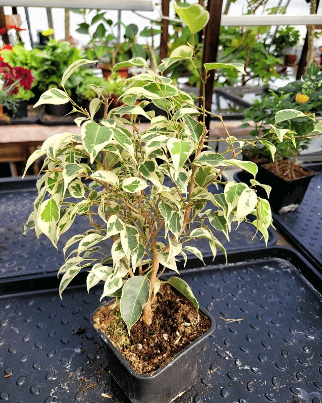 Фикус Бенджамина