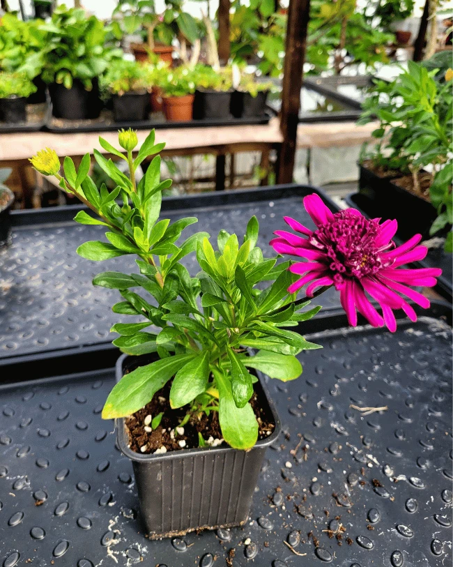 Остеоспермум #2