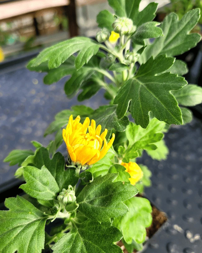 Хризантема