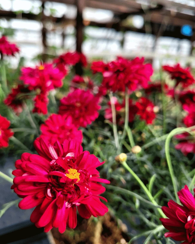 Аргирантерум