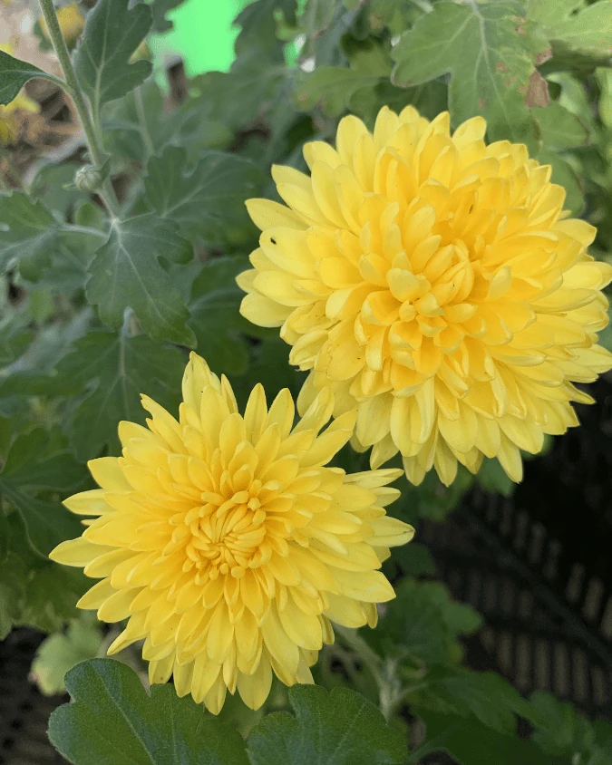 Хризантема