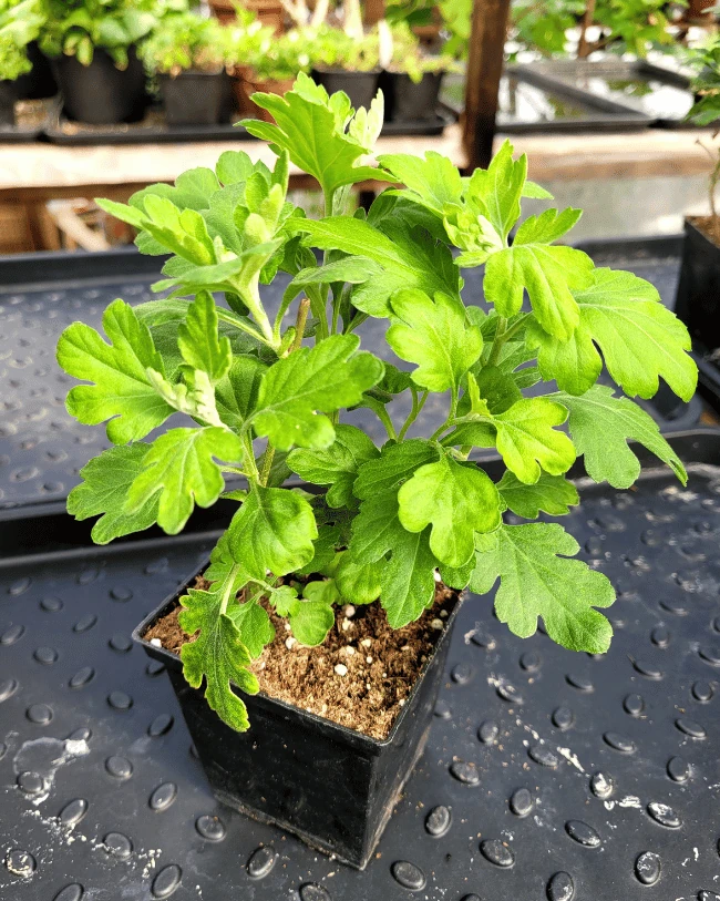 Хризантема