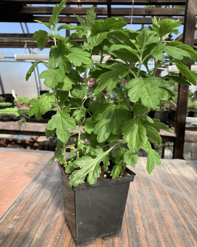 Хризантема