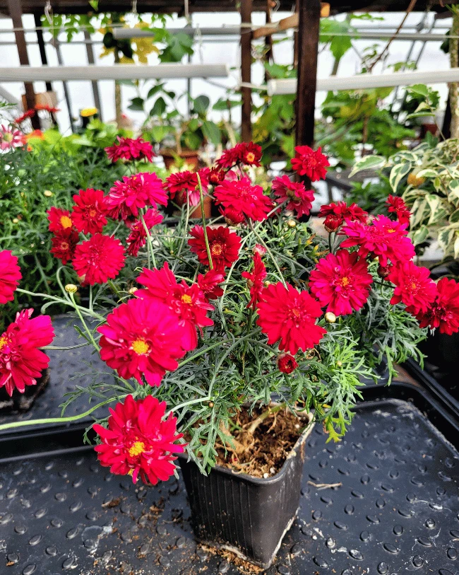 Аргирантерум