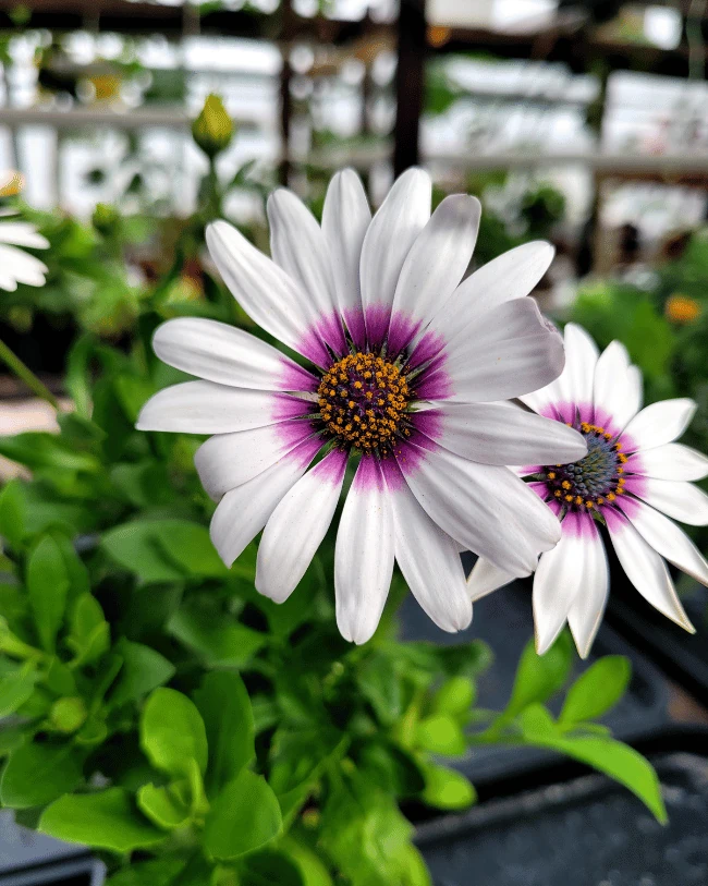 Остеоспермум #3