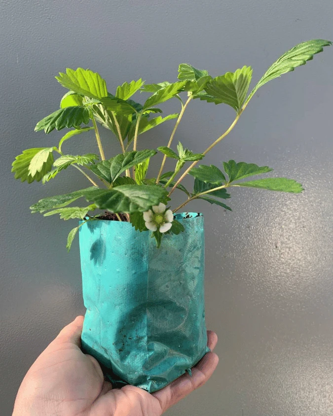 Земляника Али-Баба