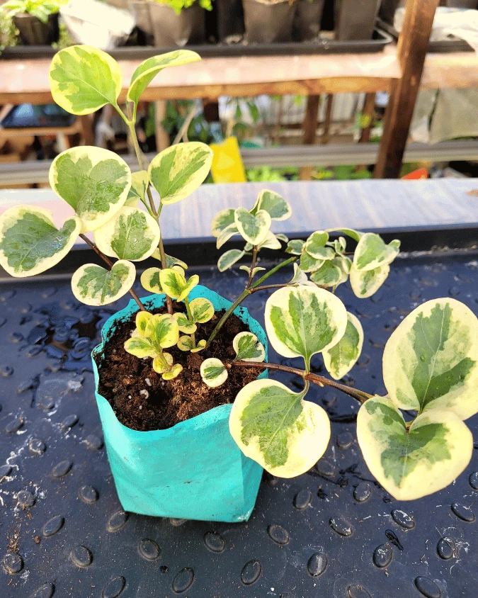 Пеперомия вариегатная