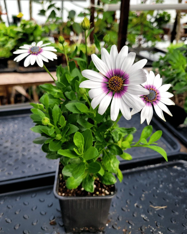 Остеоспермум #3