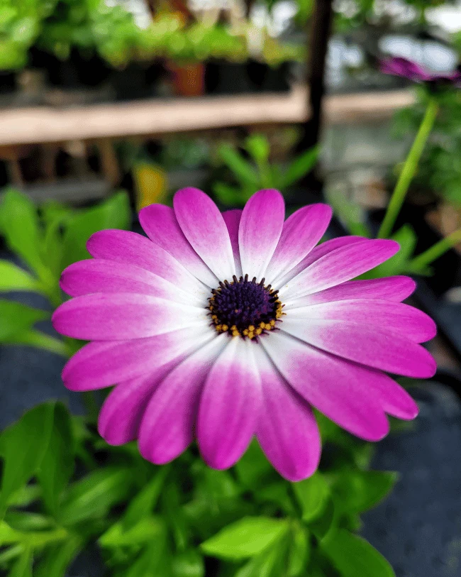 Остеоспермум