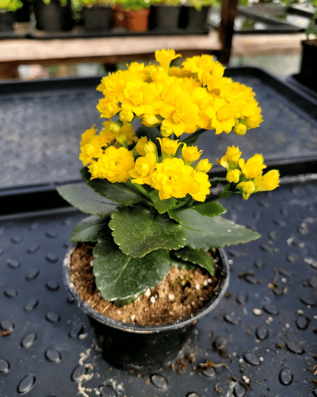 Каланхоэ махровая