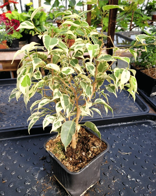 Фикус Бенджамина