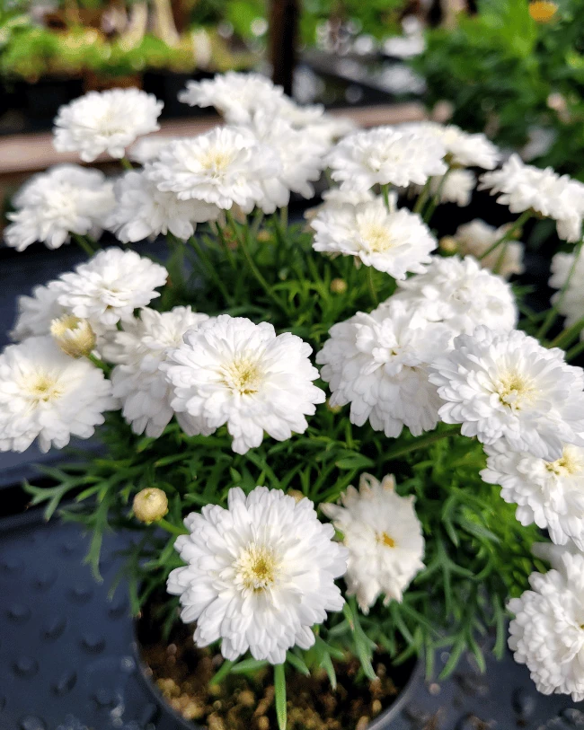 Аргирантемум