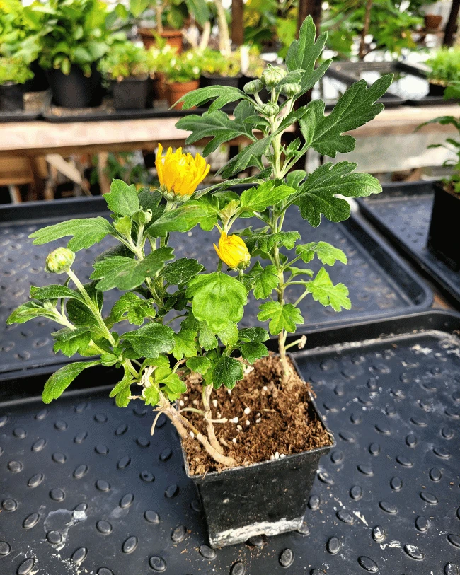 Хризантема