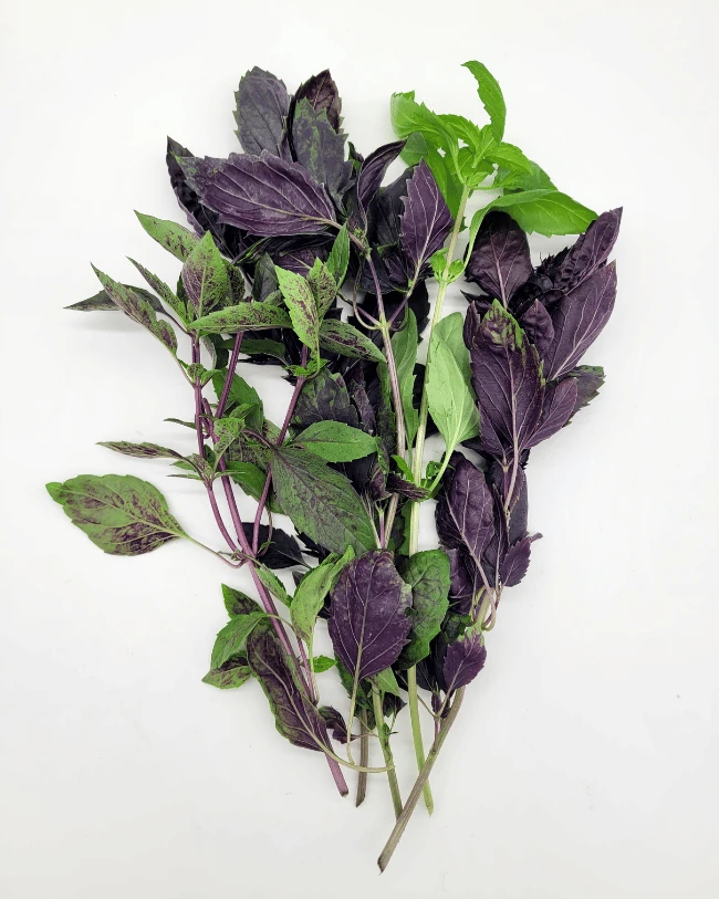 Базилик Ферганский